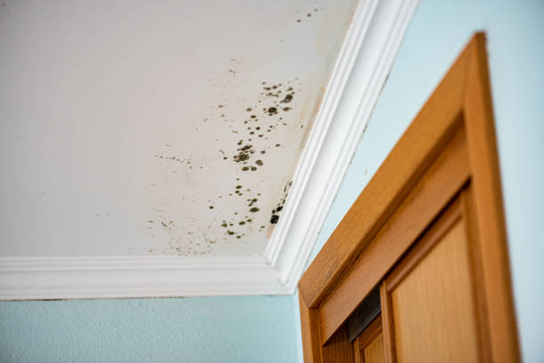 Best Mold Removal Process  in La Cresta, CA