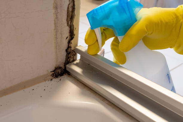 Best Black Mold Removal  in La Cresta, CA