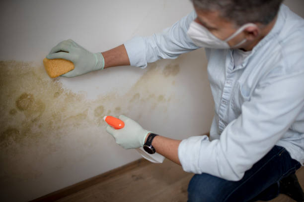 Best Commercial Mold Removal  in La Cresta, CA