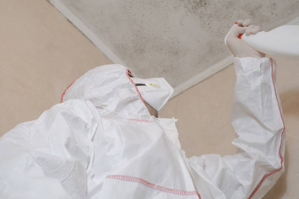 Best Attic Mold Removal  in La Cresta, CA