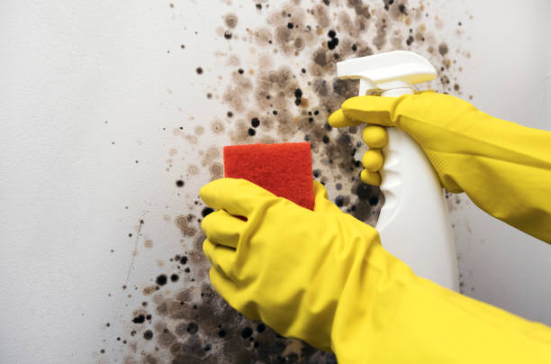 Best Fast Mold Removal  in La Cresta, CA