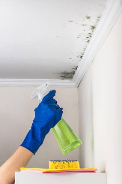 Best Mold Removal and Inspection  in La Cresta, CA