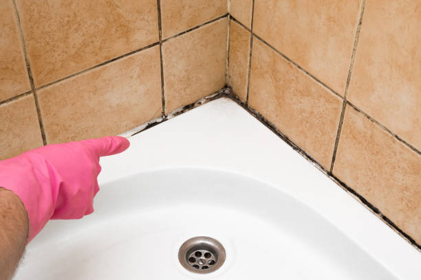 Best Mold Cleaning Services  in La Cresta, CA